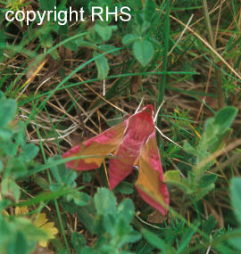 Elephant hawkmoth